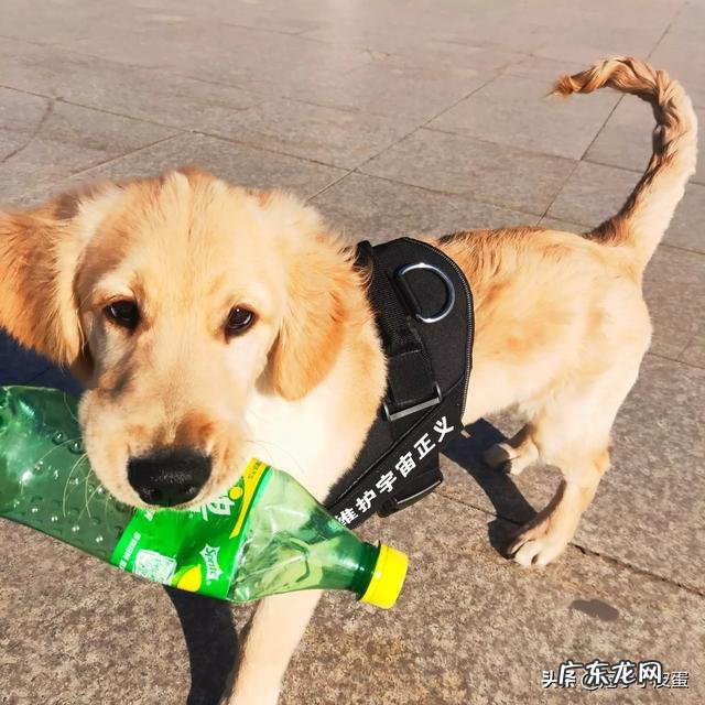 专业养狗的风险与利润? 在农村养狗利润高吗?