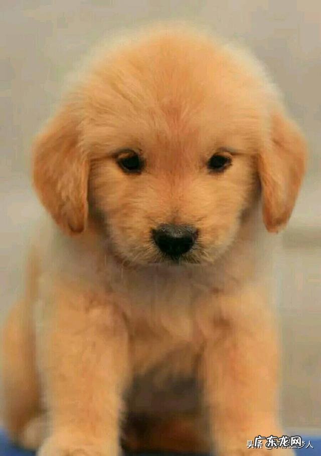 养狗能致富吗? 在农村养几十条宠物狗有钱赚吗?