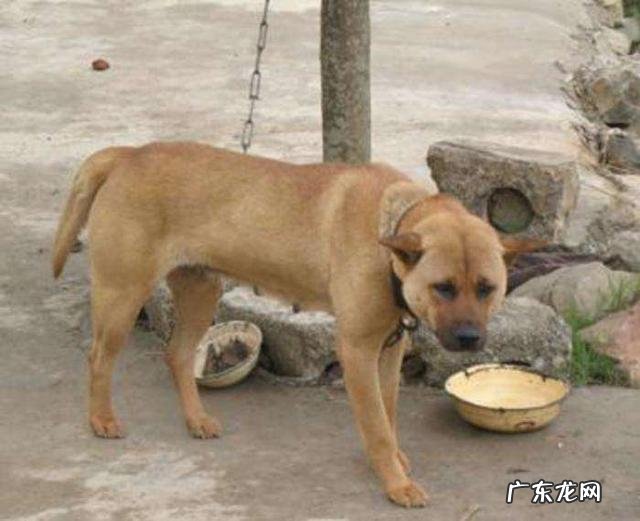 养狗能致富吗? 在农村养几十条宠物狗有钱赚吗?