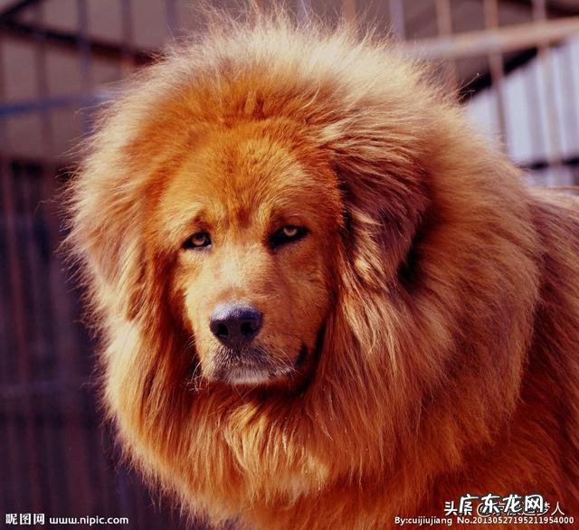 养狗能致富吗? 在农村养几十条宠物狗有钱赚吗?