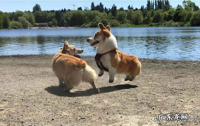 养狗能致富吗? 在农村养几十条宠物狗有钱赚吗?