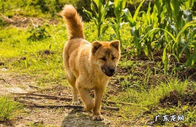 养狗能致富吗? 在农村养几十条宠物狗有钱赚吗?