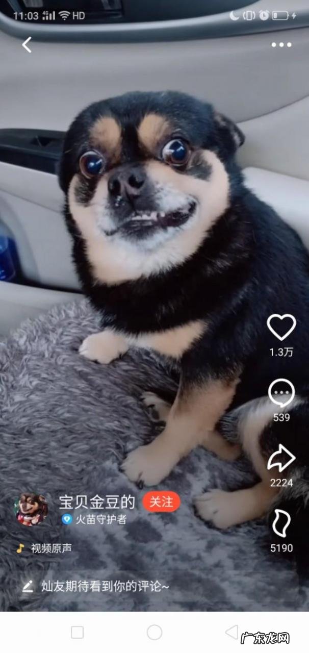 养狗能致富吗? 在农村养几十条宠物狗有钱赚吗?