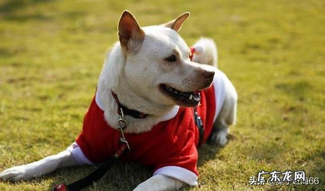 养狗能致富吗? 在农村养几十条宠物狗有钱赚吗?