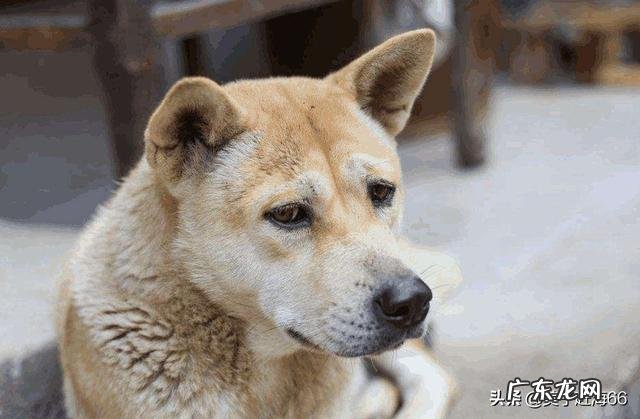 养狗能致富吗? 在农村养几十条宠物狗有钱赚吗?