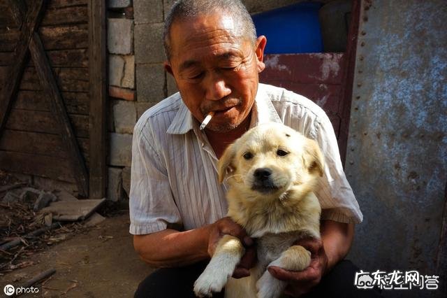 乡镇人越来越少？ 为什么农村养狗的人越来越少？