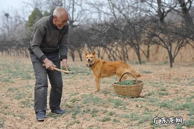 乡镇人越来越少? 为什么农村养狗的人越来越少?