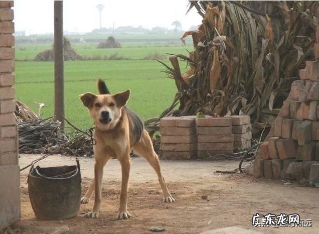 乡镇人越来越少? 为什么农村养狗的人越来越少?