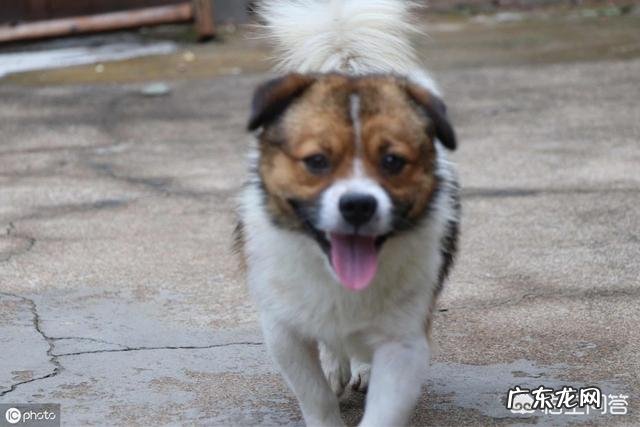 乡镇人越来越少？ 为什么农村养狗的人越来越少？