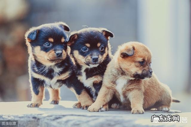 乡镇人越来越少？ 为什么农村养狗的人越来越少？