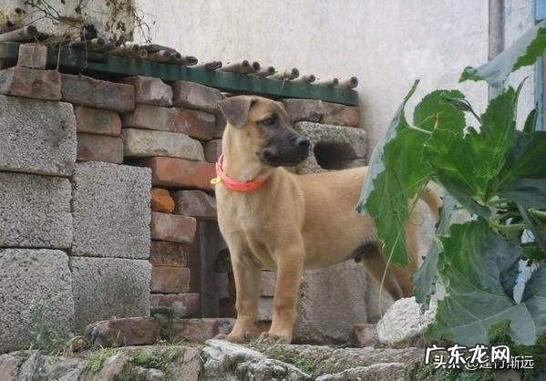 乡镇人越来越少? 为什么农村养狗的人越来越少?