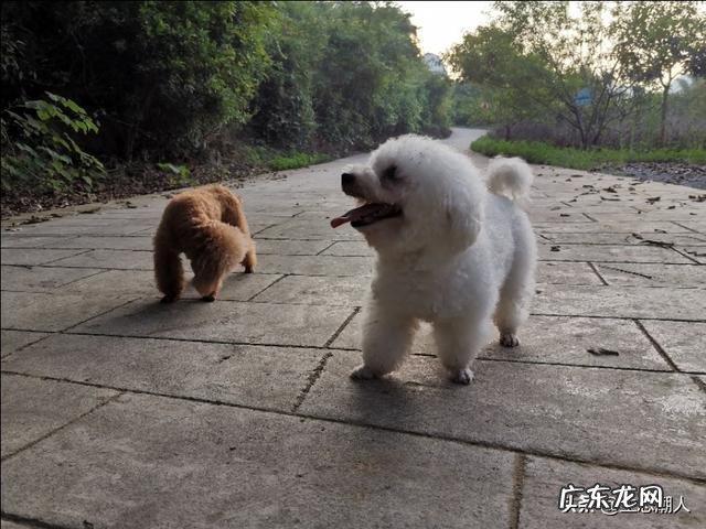 乡镇人越来越少？ 为什么农村养狗的人越来越少？