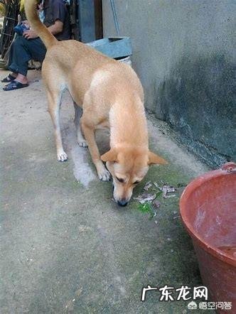 乡镇人越来越少？ 为什么农村养狗的人越来越少？