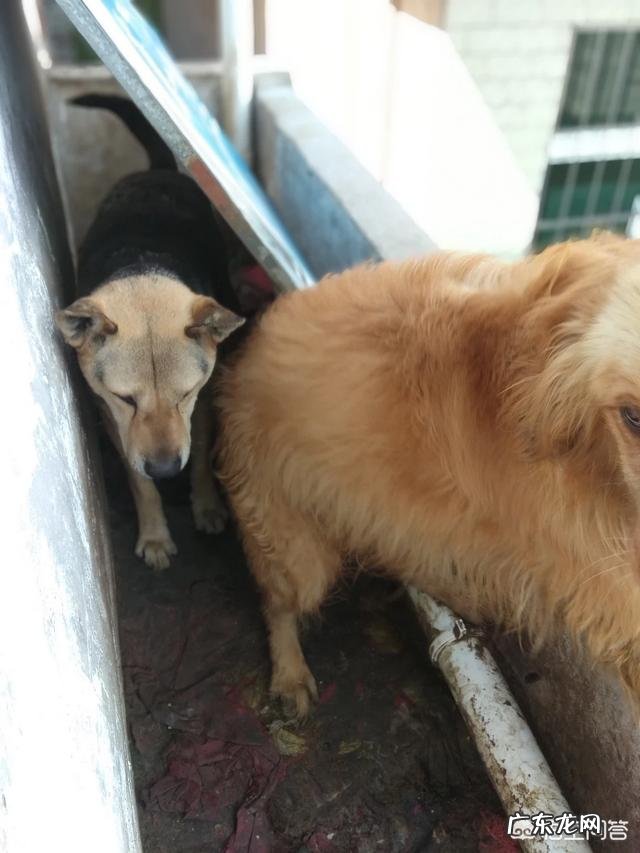 乡镇人越来越少? 为什么农村养狗的人越来越少?