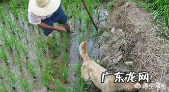 乡镇人越来越少？ 为什么农村养狗的人越来越少？