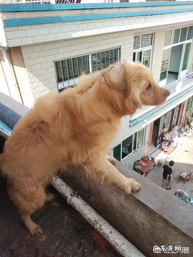 乡镇人越来越少？ 为什么农村养狗的人越来越少？