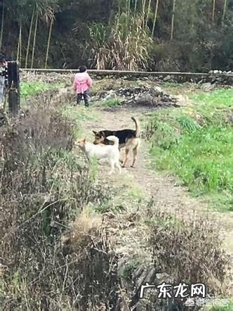 乡镇人越来越少？ 为什么农村养狗的人越来越少？