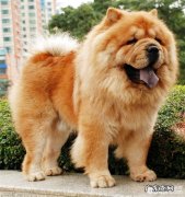 松狮欠缺维C有什么主要表现