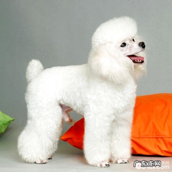 vip眼睛眼屎多是什么原因