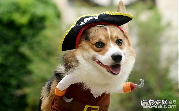 给萨摩耶拆换犬粮