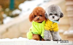 分辨泰迪犬是不是非纯种方式