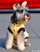 雪纳瑞狗狗流鼻涕是什么原因