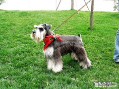 雪纳瑞爱腹泻是什么原因