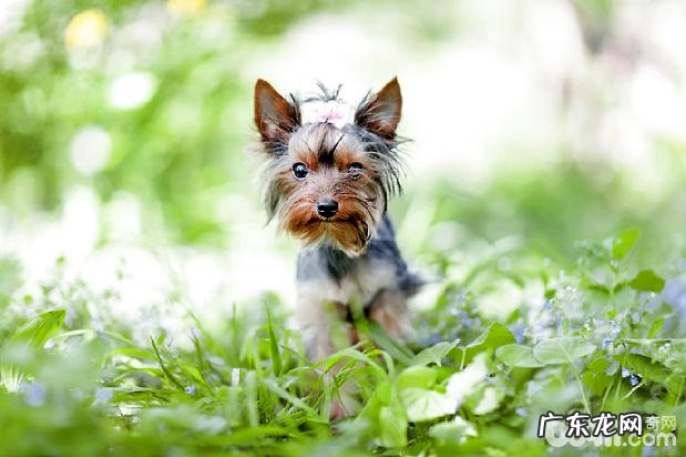 欢乐的约克夏如何培养