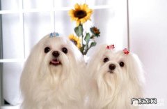 马尔济斯犬不要吃物品怎么办呢