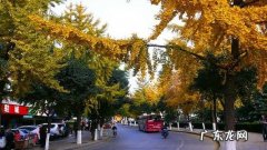 秋天的银杏树作文600字初一 秋天的银杏树作文400字