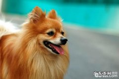 小狗异食癖该怎么办