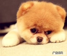 小狗老是打嗝怎么办