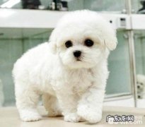 怎样训炼自身的宠物犬听从