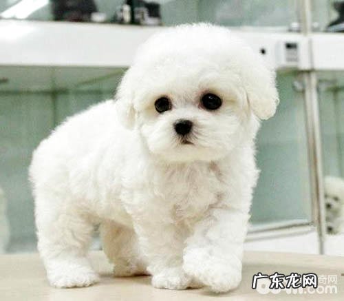 怎样训炼自身的宠物犬听从