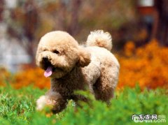 狗肠炎症状是啥