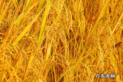 智慧农业是什么？适合创业吗？