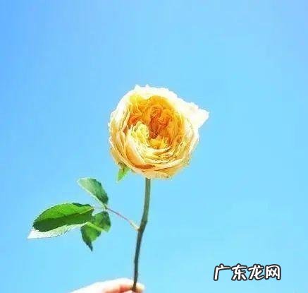 努力工作的心灵鸡汤 激励人努力工作的心灵鸡汤