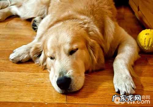 狗狗发烧该怎么办?