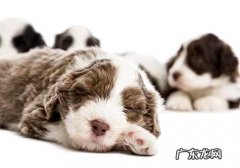 刚刚出生的小狗狗拉稀怎么办？