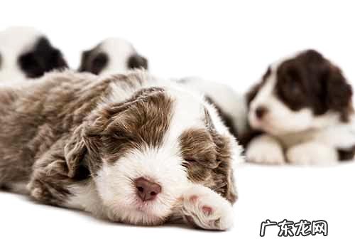 刚刚出生的小狗狗拉稀怎么办？