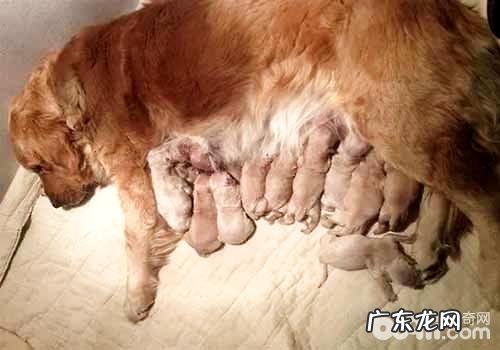 狗狗难产该怎么办,狗狗难产的缘故有什么?