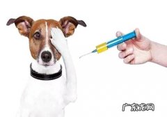 狂犬病毒的防范措施有什么？