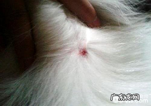 小狗念珠菌性皮肤疾病如何治疗?