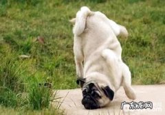 小狗长虱子该怎么办？狗虱子怎么去除？