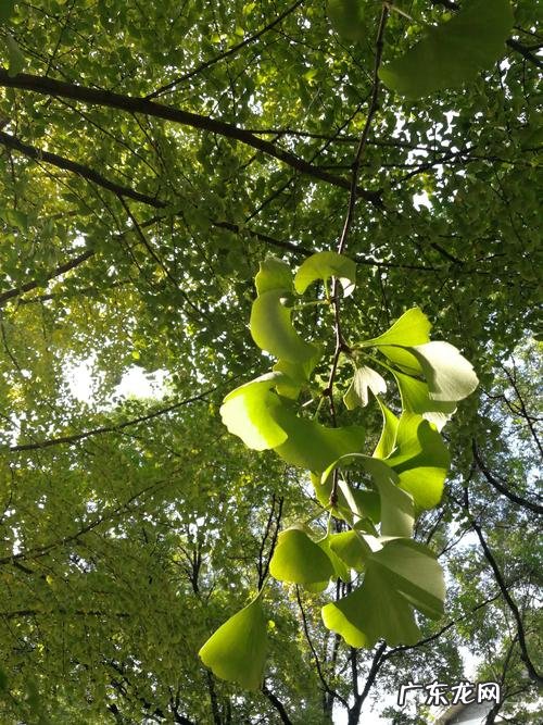 夏天的银杏树长什么样 春天的银杏树长什么样