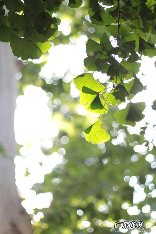 夏天的银杏树长什么样 春天的银杏树长什么样