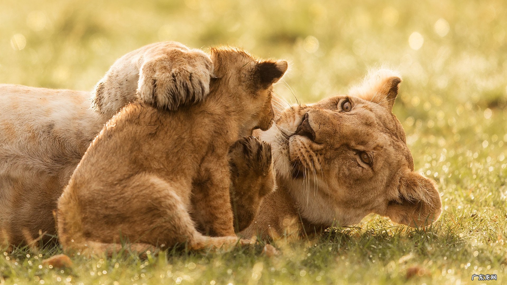 有甲亢,可以服用减肥产品吗