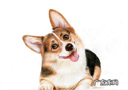 狗狗不吃东西的缘故有什么?狗狗不吃东西如何治疗?