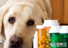 小狗拉肚子吃什么中药？狗狗拉肚子的缘故有什么？