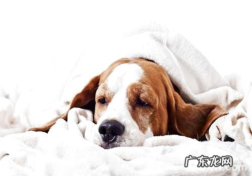 狗狗拉肚子该怎么办？有哪些缘故